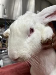 Shelter Stray Male Other last seen Near BLOCK OF ORANGE AVE, 130 Beyer Way, Chula Vista, CA 91911, USA