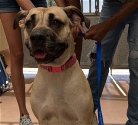 Shelter Stray Female Dog last seen RICE CANYON TRAIL ALONG SIDE DISCOVERY CHARTER SCHOOL, 130 Beyer Way, Chula Vista, CA 91911, USA
