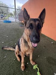Shelter Stray Male Dog last seen Near BLOCK NW 101ST ST, 3599 NW 79th Ave, Doral, FL 33122, USA