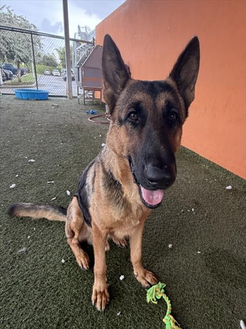 Shelter Stray Male Dog last seen Near BLOCK NW 101ST ST, 3599 NW 79th Ave, Doral, FL 33122, USA