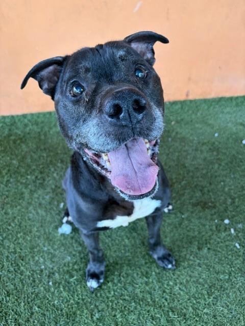 Shelter Stray Male Dog last seen LAS, 3599 NW 79th Ave, Doral, FL 33122, USA