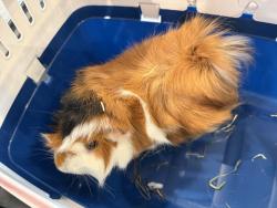 Shelter Stray Male Rodent last seen , 2080 S Quebec St, Denver, CO 80231, USA