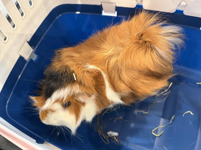 Shelter Stray Male Rodent last seen , 2080 S Quebec St, Denver, CO 80231, USA
