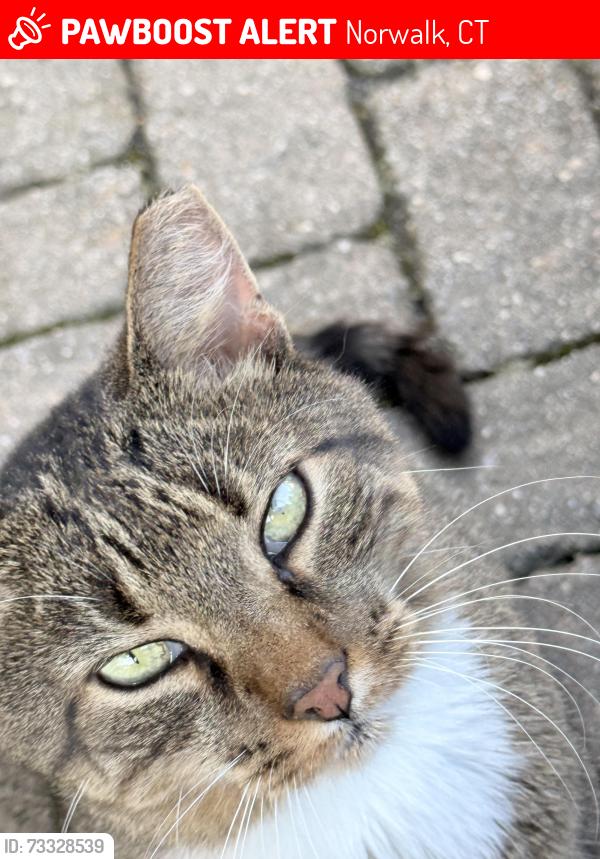 Lost Female Cat last seen she escaped her carrier at MetVed and ran across Glover near the apmts and train tracks., Norwalk, CT 06850