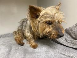 Shelter Stray Female Dog last seen Near BLOCK N 52ND ST, 3839 W Burnham St, West Milwaukee, WI 53215, USA