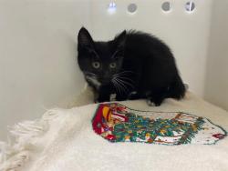 Shelter Stray Female Cat last seen Near BLOCK N MLK JR DR, 3839 W Burnham St, West Milwaukee, WI 53215, USA