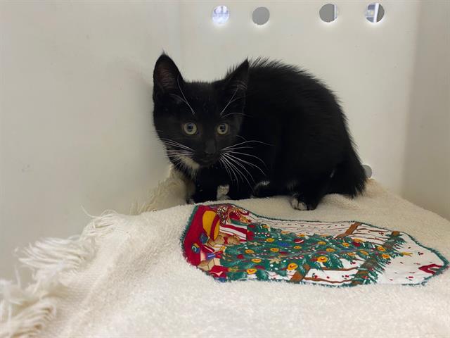 Shelter Stray Female Cat last seen Near BLOCK N MLK JR DR, 3839 W Burnham St, West Milwaukee, WI 53215, USA