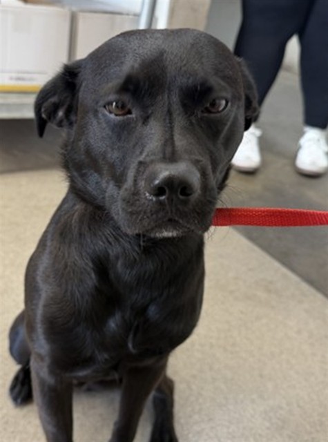 Shelter Stray Male Dog last seen Near BLOCK N PEPPER AVE, 333 Chandler Pl, San Bernardino, CA 92408, USA