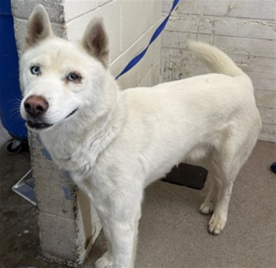 Shelter Stray Male Dog last seen OLEANDER/WASHINGTON, 333 Chandler Pl, San Bernardino, CA 92408, USA
