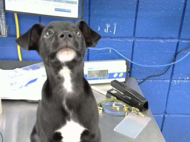 Shelter Stray Male Dog last seen WOODWARD /WILLIAM SW, 8920 Lomas Blvd NE, Albuquerque, NM 87112, USA