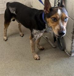 Shelter Stray Male Dog last seen OLEANDER/WASHINGTON, 333 Chandler Pl, San Bernardino, CA 92408, USA