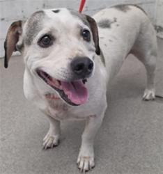 Shelter Stray Male Dog last seen SAN SEVAINE/FRONTAGE RD, 333 Chandler Pl, San Bernardino, CA 92408, USA