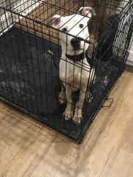 Lost Male Dog last seen North philly, Philadelphia, PA 19133