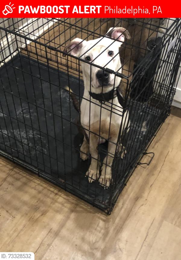 Lost Male Dog last seen North philly, Philadelphia, PA 19133