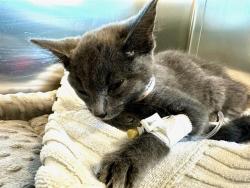 Shelter Stray Male Cat last seen DORCHESTER, 350 S Huntington Ave, Jamaica Plain, MA 02130, USA