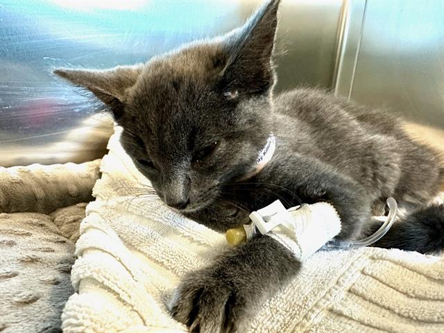 Shelter Stray Male Cat last seen DORCHESTER, 350 S Huntington Ave, Jamaica Plain, MA 02130, USA