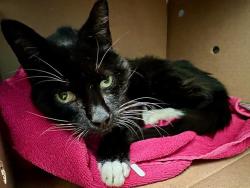Shelter Stray Male Cat last seen SOMERVILLE, 350 S Huntington Ave, Jamaica Plain, MA 02130, USA