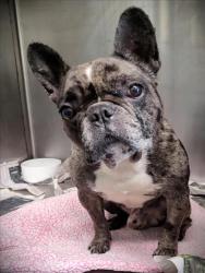 Shelter Stray Male Dog last seen , 1850 W 60th St, Los Angeles, CA 90047, USA