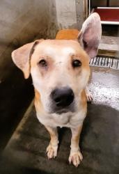 Shelter Stray Male Dog last seen , 1850 W 60th St, Los Angeles, CA 90047, USA