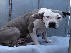 Shelter Stray Female Dog last seen , 1850 W 60th St, Los Angeles, CA 90047, USA