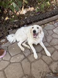 Reunited Female Dog last seen SW 59th St 73119 Area, Oklahoma City, OK 73119
