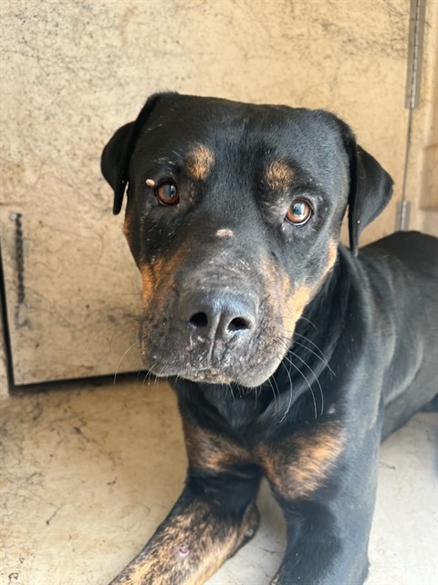 Shelter Stray Male Dog last seen Near BLOCK NE 30TH ST, OKLAHOMA CITY OK 73105, 2811 SE 29th St, Oklahoma City, OK 73129, USA