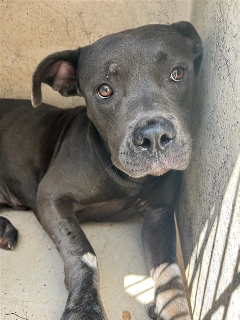 Shelter Stray Female Dog last seen Near BLOCK NE 30TH ST, OKLAHOMA CITY OK 73105, 2811 SE 29th St, Oklahoma City, OK 73129, USA