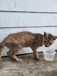 Shelter Stray Female Cat last seen S NEW BRAUNFELS AVE, 4710 TX-151, San Antonio, TX 78227, USA