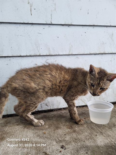Shelter Stray Female Cat last seen S NEW BRAUNFELS AVE, 4710 TX-151, San Antonio, TX 78227, USA