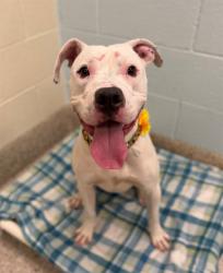 Shelter Stray Female Dog last seen Near BLOCK E 88TH AVE, 12155 Park Blvd, Brighton, CO 80601, USA