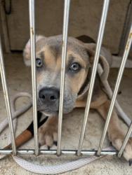 Shelter Stray Female Dog last seen NW 10@ COUNCIL, 2811 SE 29th St, Oklahoma City, OK 73129, USA