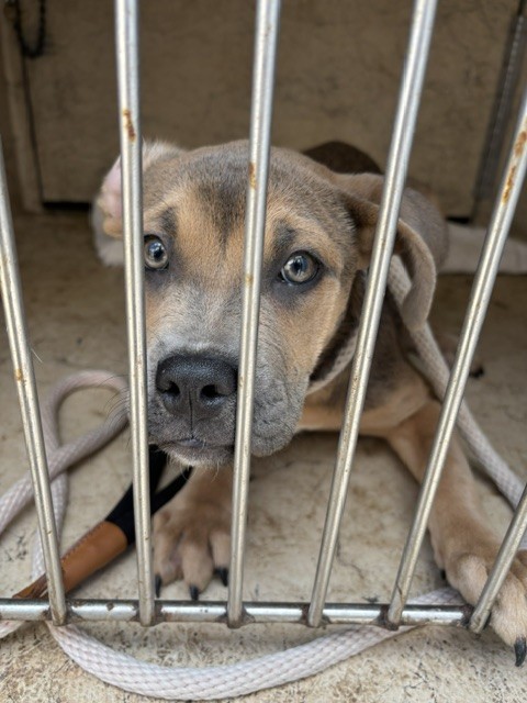 Shelter Stray Female Dog last seen NW 10@ COUNCIL, 2811 SE 29th St, Oklahoma City, OK 73129, USA