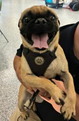 Shelter Stray Male Dog last seen 88TH AND WELBY RD, 12155 Park Blvd, Brighton, CO 80601, USA