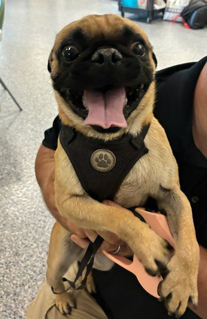 Shelter Stray Male Dog last seen 88TH AND WELBY RD, 12155 Park Blvd, Brighton, CO 80601, USA