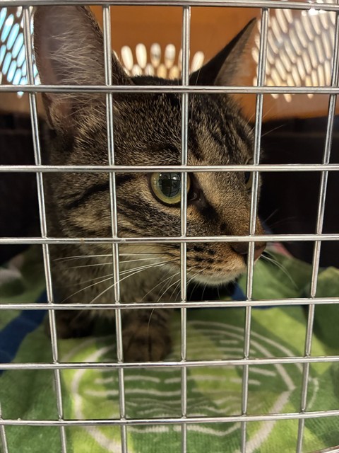Shelter Stray Female Cat last seen Near BLOCK S 21ST COURT, 12155 Park Blvd, Brighton, CO 80601, USA