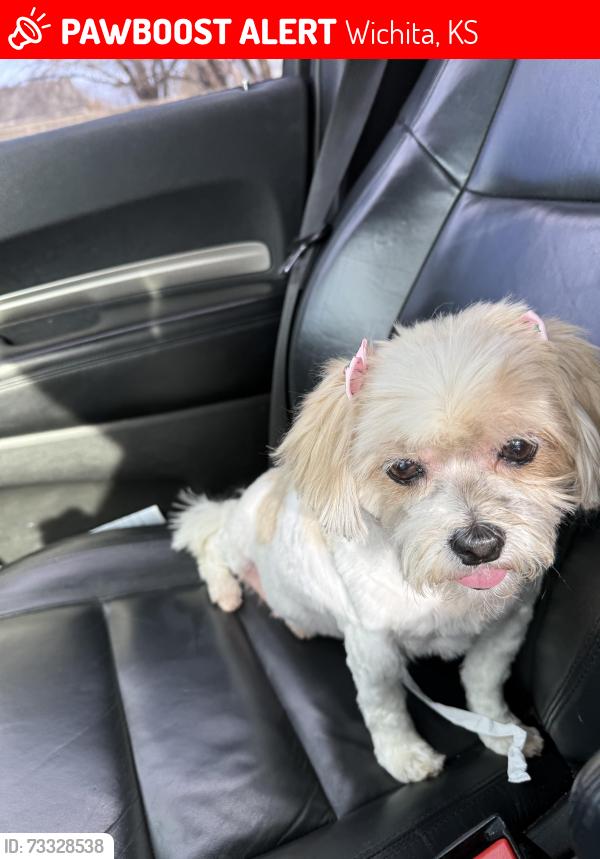 Lost Female Dog last seen 31st and seneca, Wichita, KS 67217