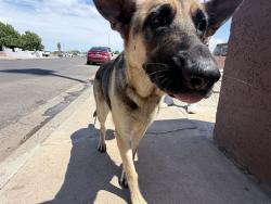 Shelter Stray Female Dog last seen N 83RD AVE AND W CAMELBACK RD, 2500 S 27th Ave, Phoenix, AZ 85009, USA