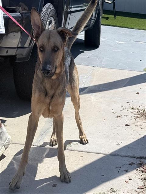 Shelter Stray Male Dog last seen N 83RD AVE AND W CAMELBACK RD, 2500 S 27th Ave, Phoenix, AZ 85009, USA