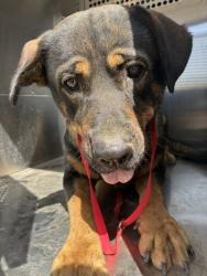 Shelter Stray Female Dog last seen DYSART RD AND SOUTHERN AVE, 2500 S 27th Ave, Phoenix, AZ 85009, USA
