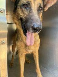 Shelter Stray Female Dog last seen DYSART RD AND SOUTHERN AVE, 2500 S 27th Ave, Phoenix, AZ 85009, USA