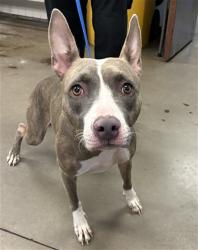 Shelter Stray Female Dog last seen Near BLOCK N 111TH LN., 2500 S 27th Ave, Phoenix, AZ 85009, USA