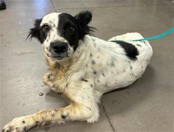 Shelter Stray Female Dog last seen Near BLOCK S 126TH DR., 2500 S 27th Ave, Phoenix, AZ 85009, USA