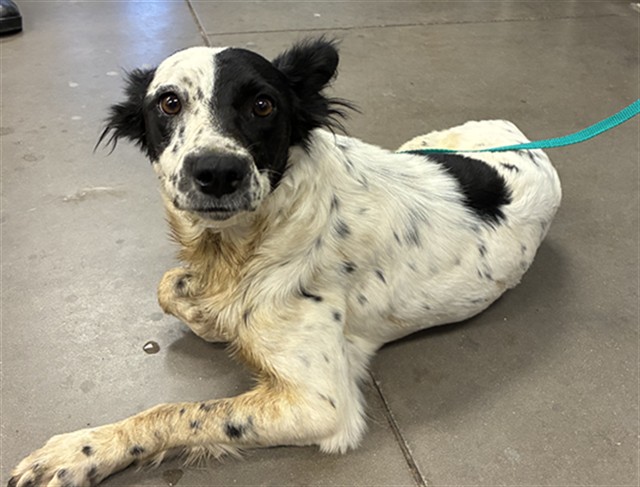 Shelter Stray Female Dog last seen Near BLOCK S 126TH DR., 2500 S 27th Ave, Phoenix, AZ 85009, USA