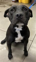 Shelter Stray Female Dog last seen Near BLOCK S 7TH ST. #5, 2500 S 27th Ave, Phoenix, AZ 85009, USA
