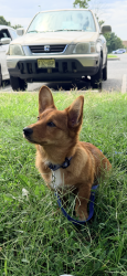 Found/Stray Male Dog last seen Sherman Ave, Camden, NJ 08105