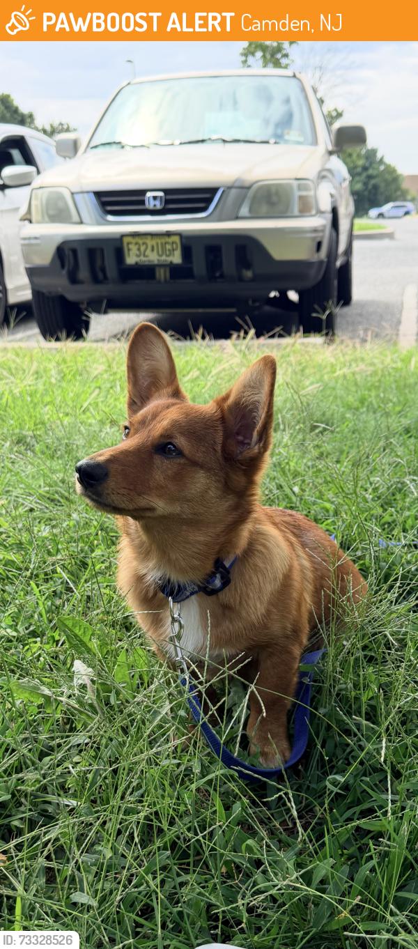Found/Stray Male Dog last seen Sherman Ave, Camden, NJ 08105