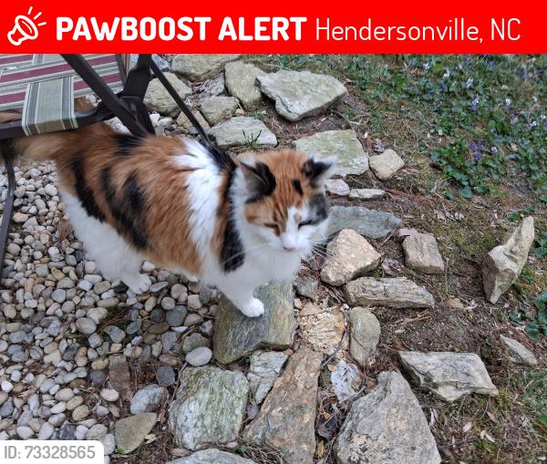 Lost Female Cat last seen ests of Salisbury off of Brookside Camp road, Hendersonville, NC 28792