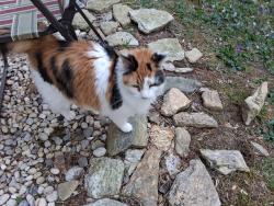 Lost Female Cat last seen ests of Salisbury off of Brookside Camp road, Hendersonville, NC 28792