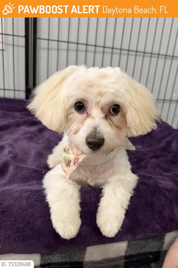 Found/Stray Male Dog last seen Crabby Joe's Deck & Grill - Daytona Beach, Daytona Beach, FL 32118