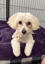 Found/Stray Male Dog last seen Crabby Joe's Deck & Grill - Daytona Beach, Daytona Beach, FL 32118